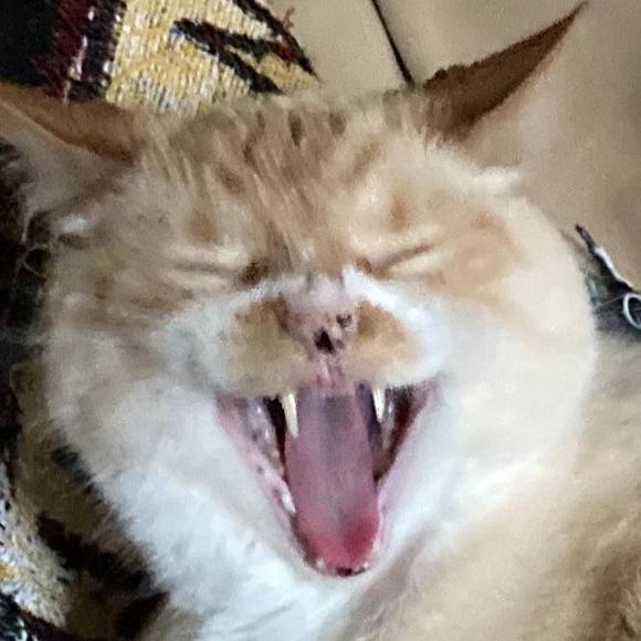 Meet your Posher, Jared - Picture 1 of 1